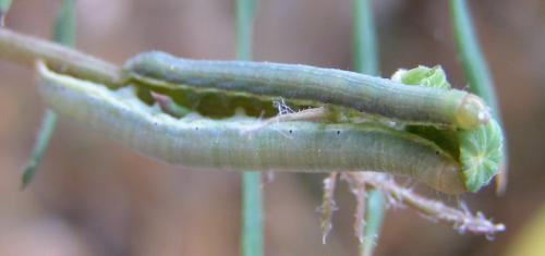 Réf. 287 052 : Hecatera dysodea